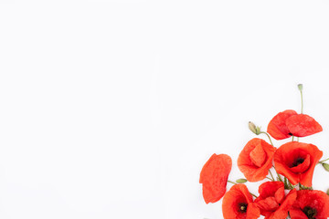 Heads of red popies on white background bottom corner