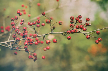Fototapeta na wymiar Hawthorn red berries in nature, autumn seasonal vintage background