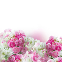 Obraz na płótnie Canvas Pink and white ranunculus flowers