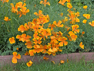 Kalifornischer Mohn, Eschscholzia californica