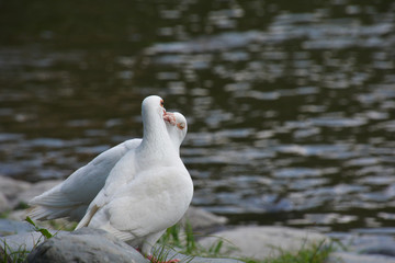 White doves kissing