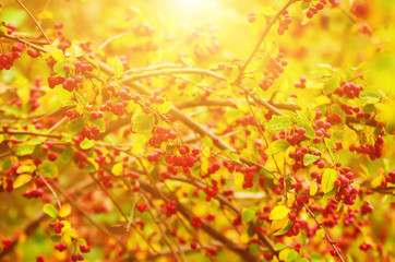 Hawthorn red berries in nature, autumn seasonal vintage sunny background