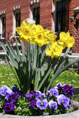 Pot with daffodil and pansy flowers in the garden.