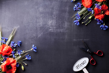 Red poppies with blue cornflowers and rye on old blackboard with