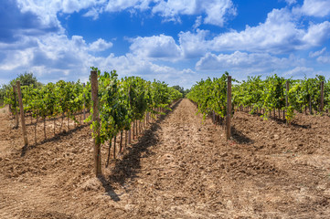 Fototapeta na wymiar Long rows of a vineyard in Tuscany, Italy.