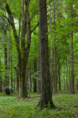 Old birch tree in foreground and bunch of oak