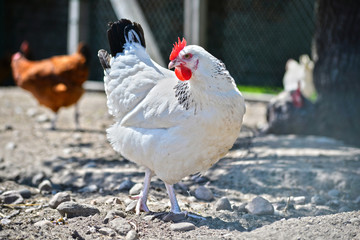 Chickens on traditional free range poultry farm
