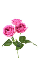 Beautiful pink roses isolated on a white