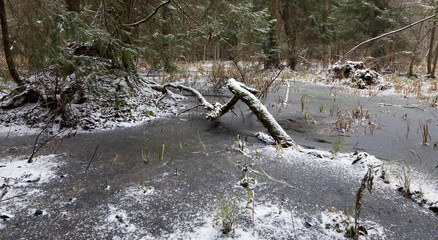 First snow in forest landscape with frozen water