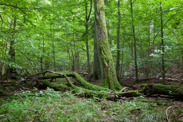 Moss wrapped oak and broken one lying