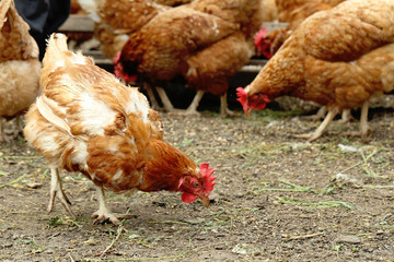 Brown hens outdoors, close up