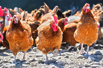 Chickens on traditional free range poultry farm