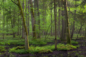 Springtime sunrise in wet deciduous stand
