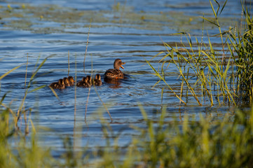 Duck bird Finland Kuopio