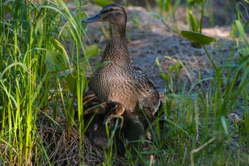 Duck bird Finland Kuopio