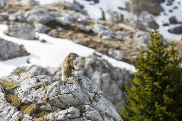 Marmot on a lookout for predators