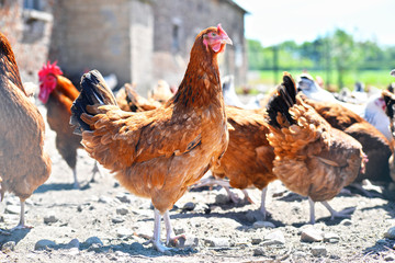Chickens on traditional free range poultry farm