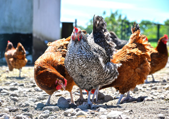 Chickens on traditional free range poultry farm