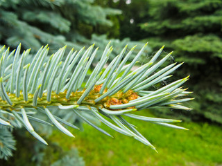 Naklejka na ściany i meble Needles on a branch of the fir tree