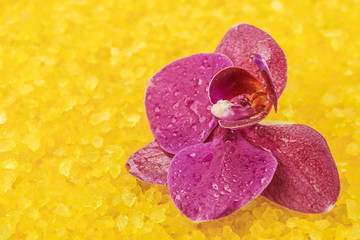 Flower orchids