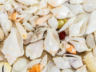 sea shells