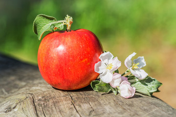 Apple trees flowers and apple