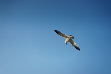 푸른바다 갈매기