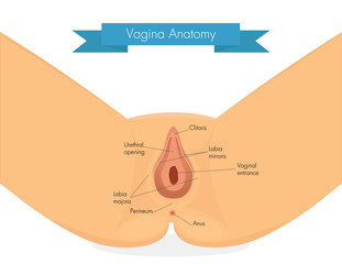 Vagina anatomy. Clean illustration of vulva. - obrazy, fototapety, plakaty