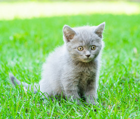 Naklejka na ściany i meble small kitten sitting on green grass