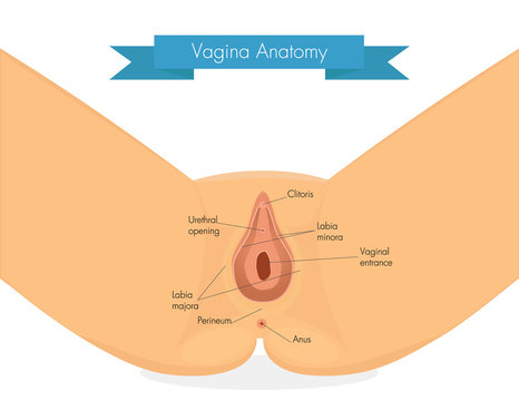 Vagina anatomy. Clean illustration of vulva.