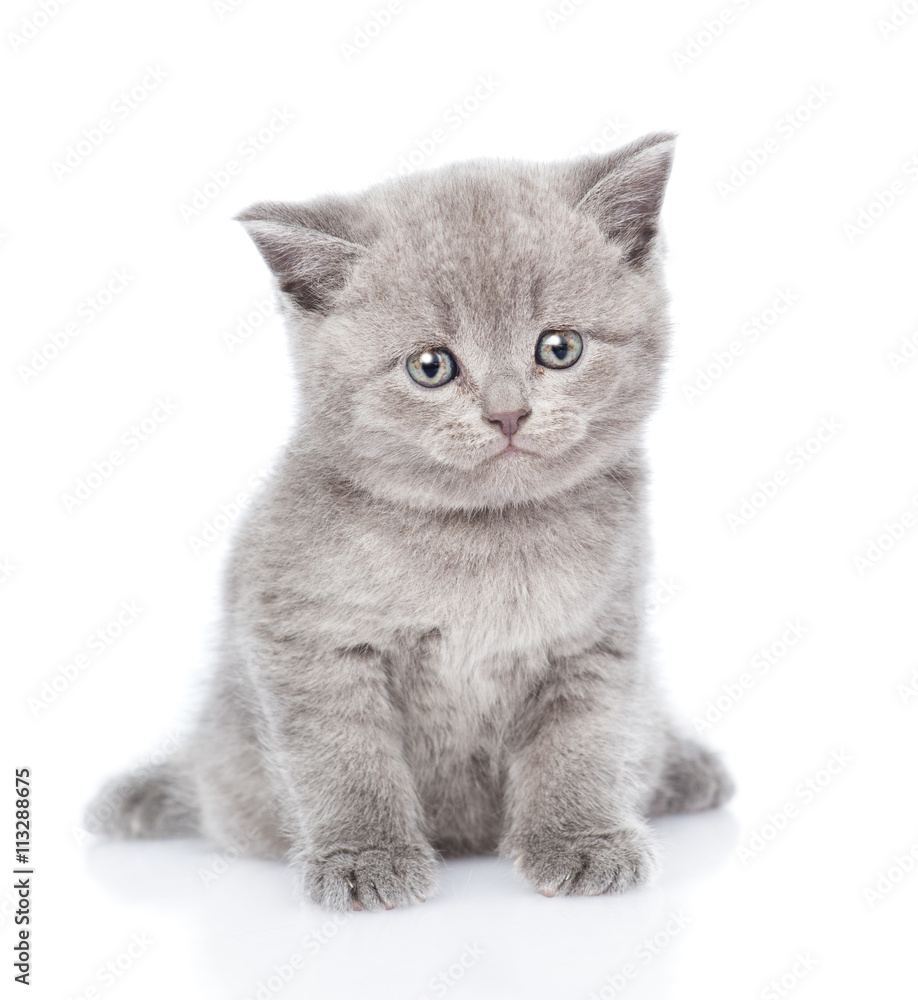Poster scottish kitten looking at camera. isolated on white background