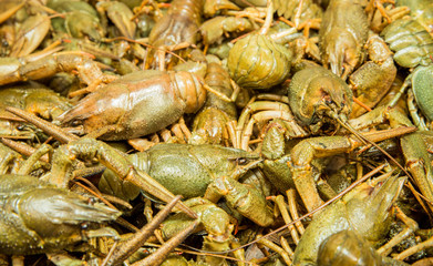 Fresh crayfish