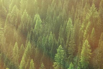 Healthy green trees in a forest of old spruce, fir and pine - 113289068