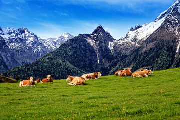 Fototapeta na wymiar Herd of cows graze in a pasture in the Alps.
