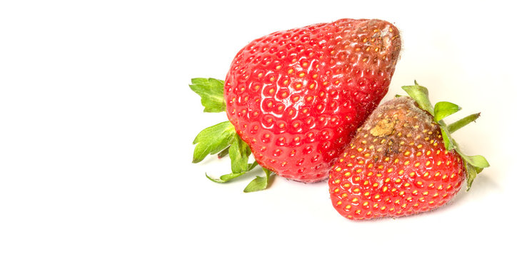 High resolution image of rotten strawberries