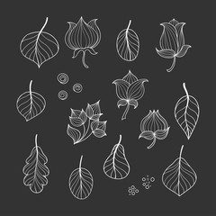 Collection of doodle flowers and leaves