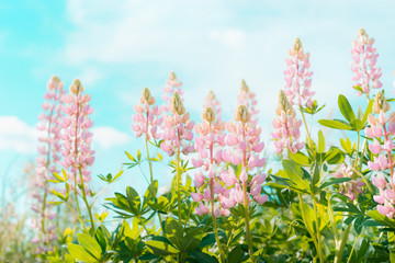 Fototapeta premium Pink lupines flowers over sky background in summer garden or park, outdoor floral nature background