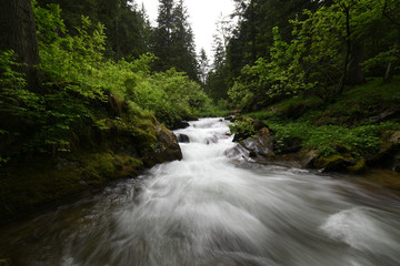 fiume fiumi di montagna bosco boschi acqua sorgente 