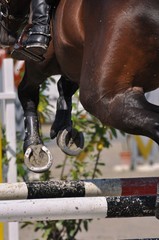 Im Detail, das Pferd im Sprung über die Hürde, von seitlich hinten