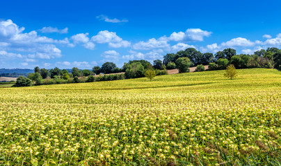 Fototapeta na wymiar Field of beautiful blooming sunflowers. Rural landscapes of Tuscany.