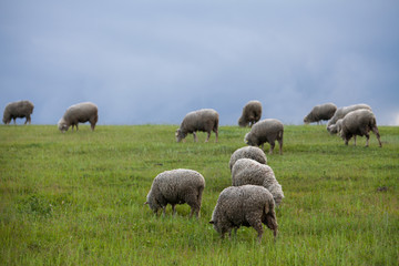 Fototapeta premium Sheep on a hill