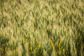 Wheat field in summer