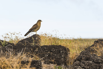 bird on rock