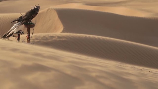 Falcons in desert, Dubai