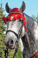 gray horse