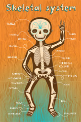 vector cartoon illustration of human skeletal system for kids