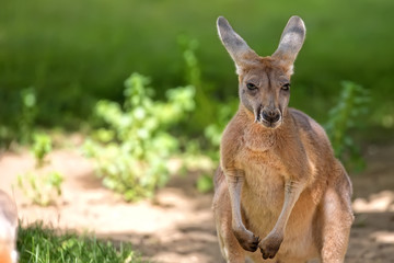 Kangaroo in the clearing, portrait