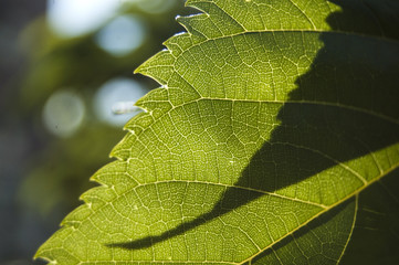 Wallpaper Macro texture green leaf on blur background