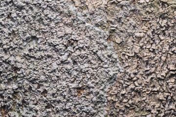 Wood Background  Texture and Abstract ฝOLYMPUS DIGITAL CAMERA
