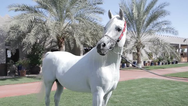 White Arab horse stays on a green meadow